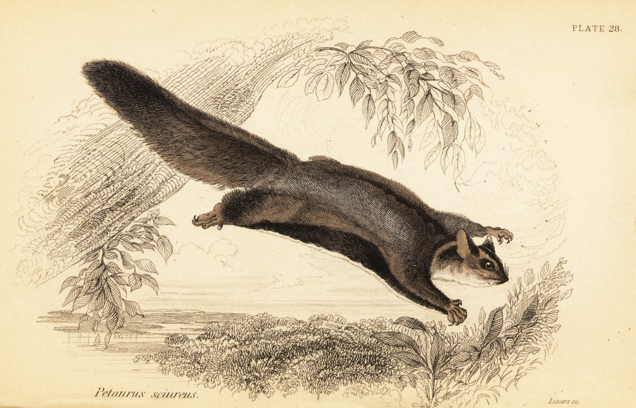 Veverčí kluzák, Petaurus norfolcensis., 1841 (rytina) od Georges Robert Waterhouse