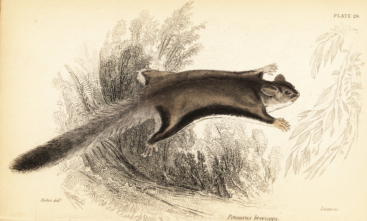 Cukrový kluzák, Petaurus breviceps., 1841 (rytina) od Georges Robert Waterhouse