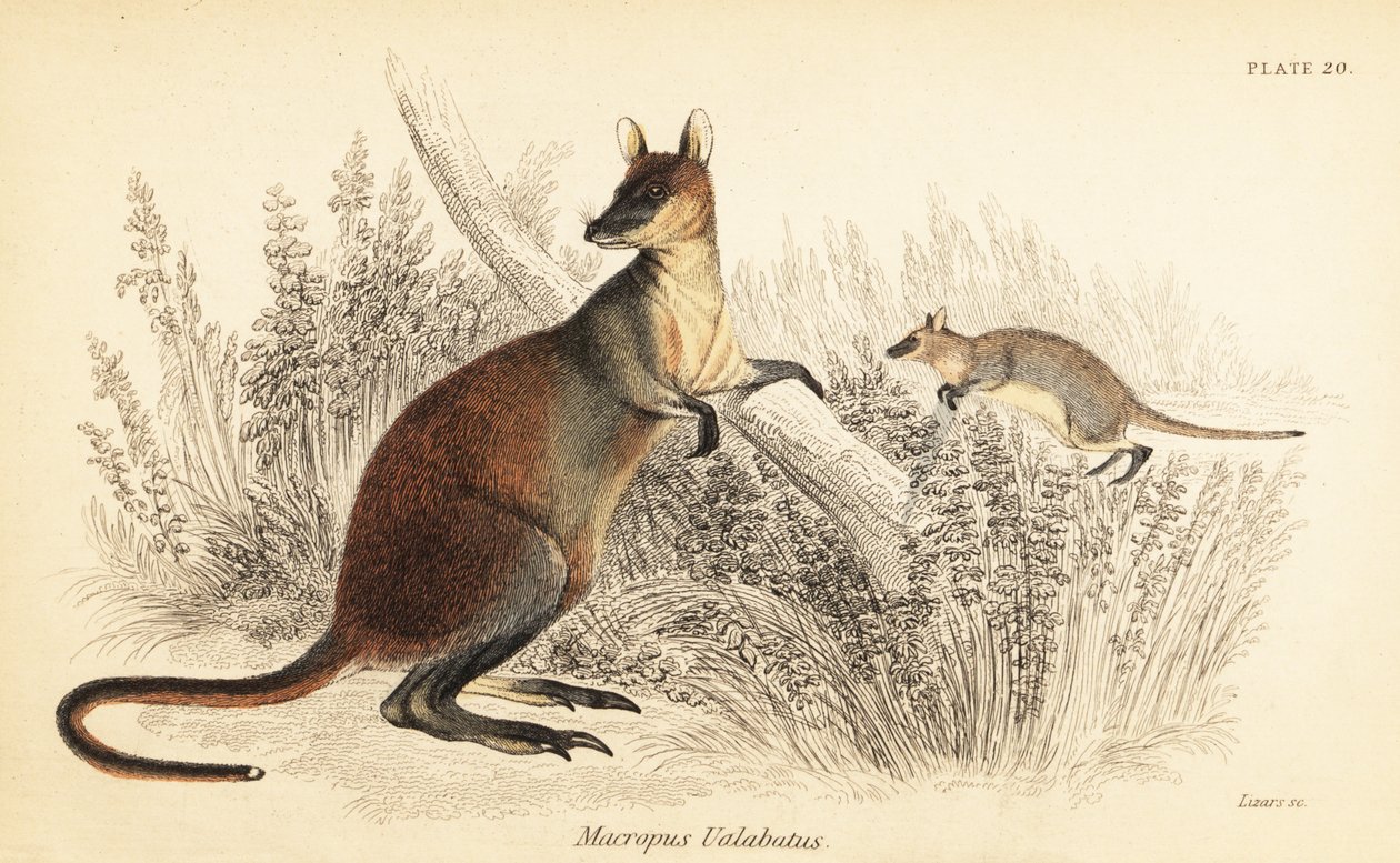 Wallaby bahenní, Wallabia bicolor. ,1841 (rytina) od Georges Robert Waterhouse