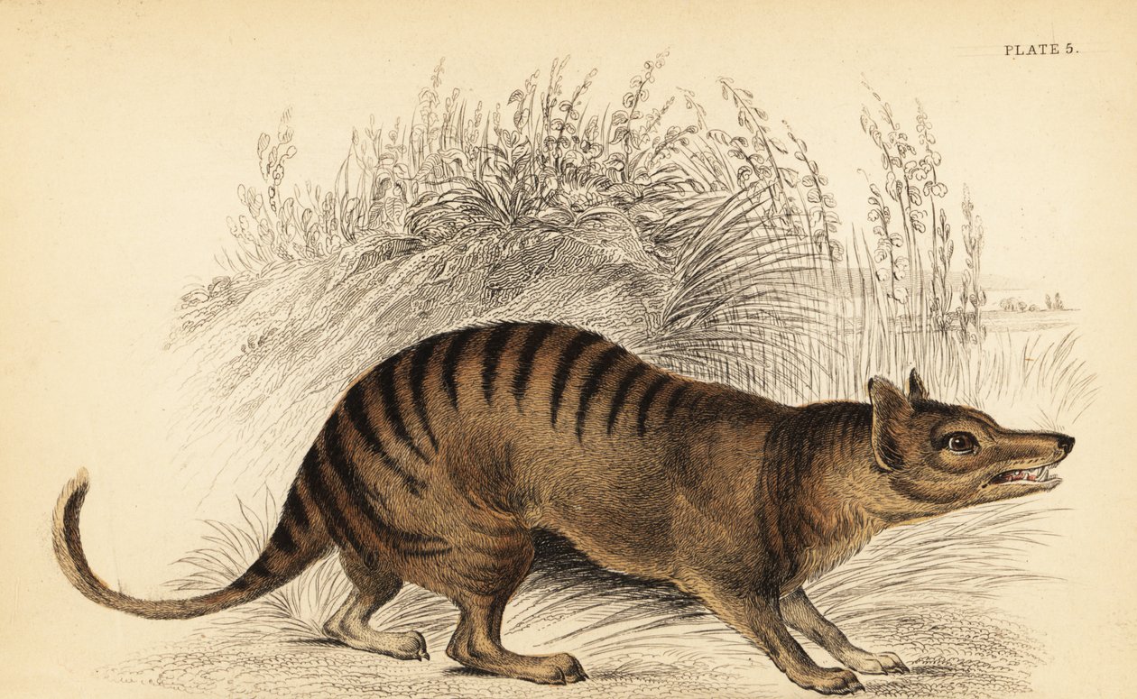 Tasmánský tygr, Thylacinus cynocephalus. Vyhynulý. ,1841 (rytina) od Georges Robert Waterhouse