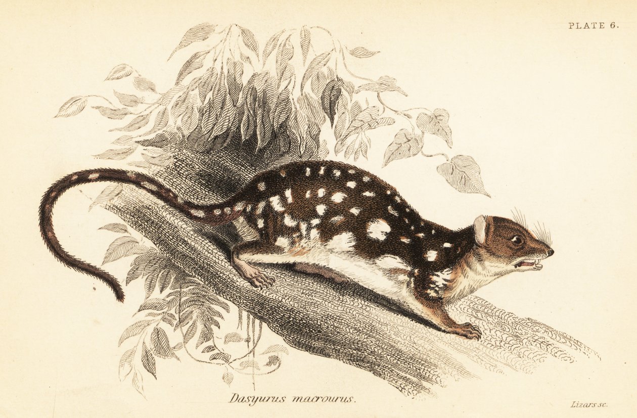 Tiger quoll, Dasyurus maculatus., 1841 (rytina) od Georges Robert Waterhouse