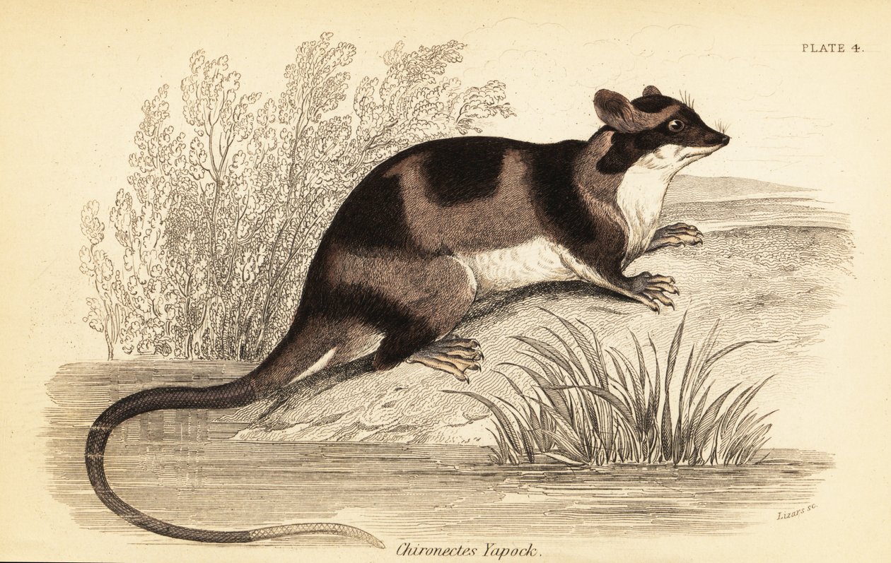 Vodní vačice nebo yapok, Chironectes minimus. ,1841 (rytina) od Georges Robert Waterhouse