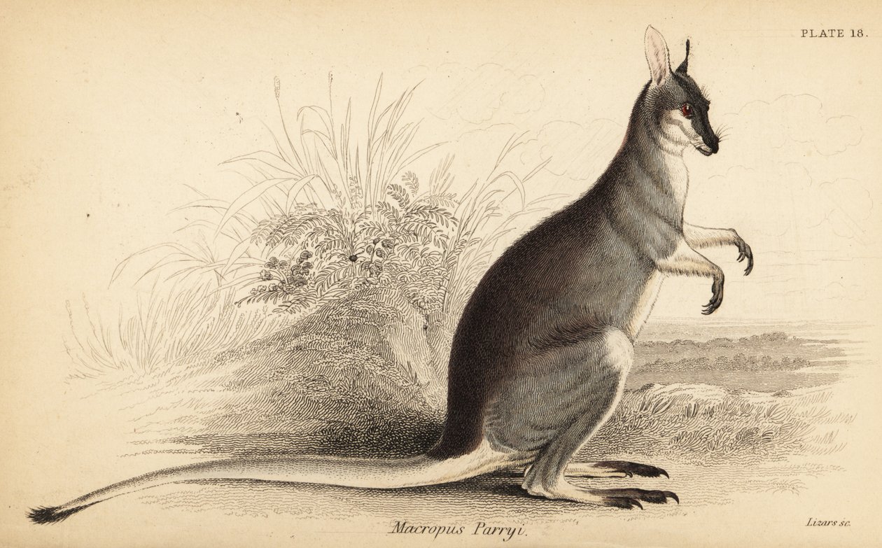 Klokan vipeta, Macropus parryi. ,1841 (rytina) od Georges Robert Waterhouse