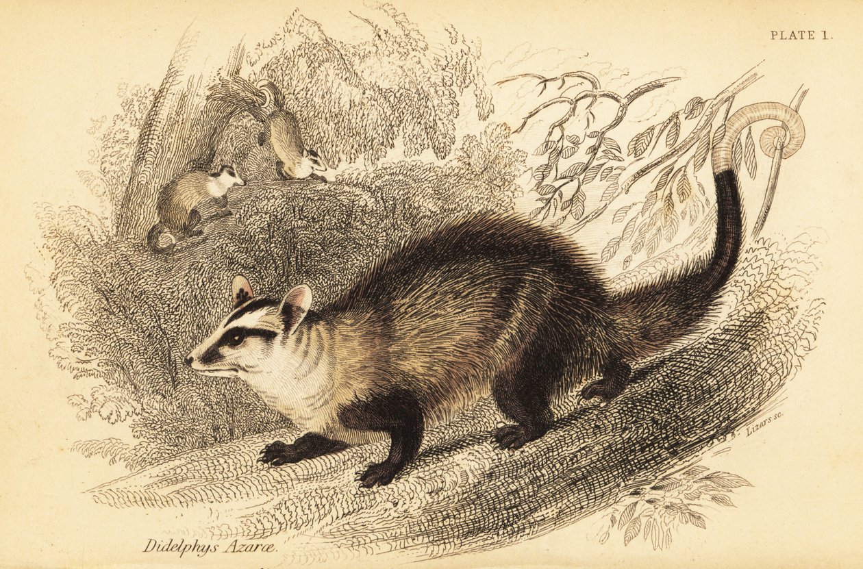 Vačice ušatá, Didelphis albiventris. ,1841 (rytina) od Georges Robert Waterhouse
