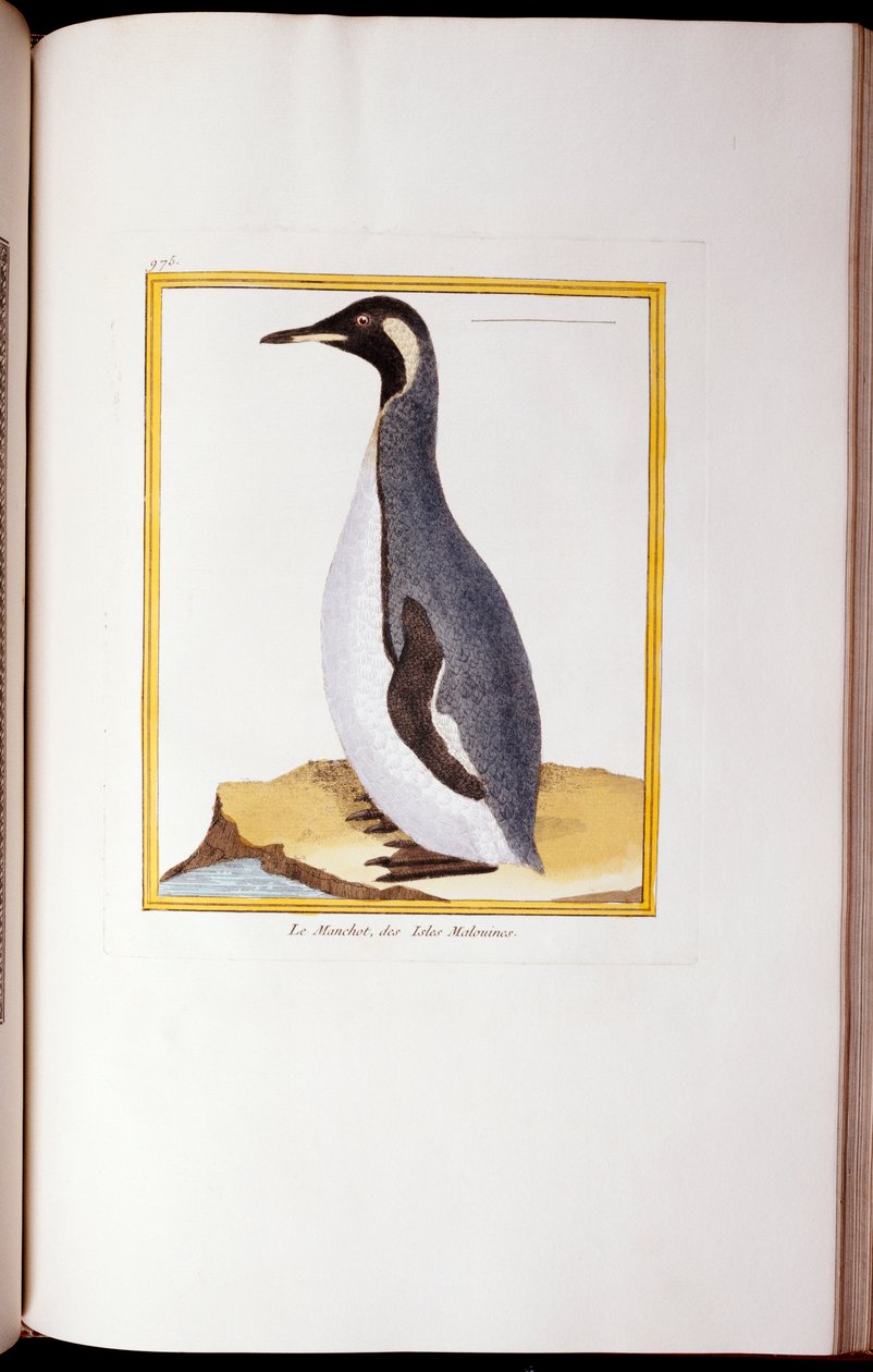 Tučňák, Falklandské ostrovy, z "Přírodní historie ptáků", 1770-86 od Georges de Buffon