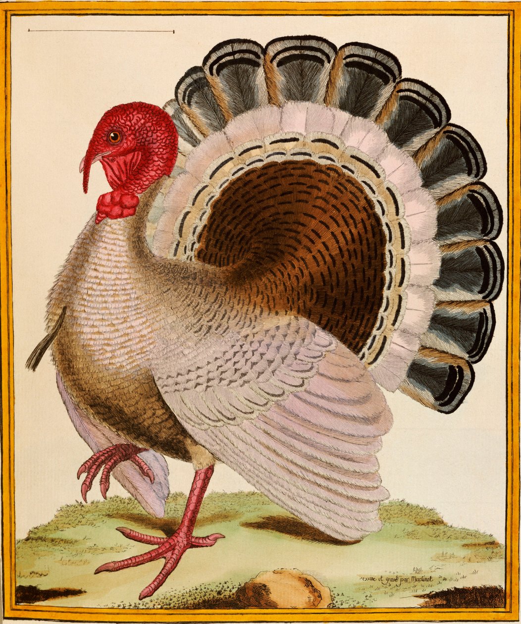 Turecko, z "Histoire Nouvelles des Oiseaux", 1771-86 od Georges de Buffon