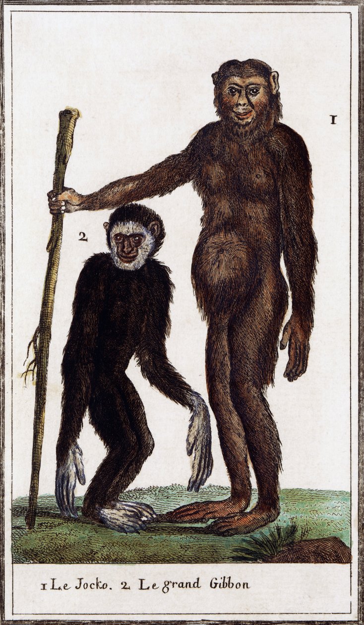 Jocko, šimpanz nebo gibon, ilustrace z Histoire naturelle, Georges-Louis Leclerc hrabě z Buffonu (1707-1788), akvarel rytina od Georges de Buffon