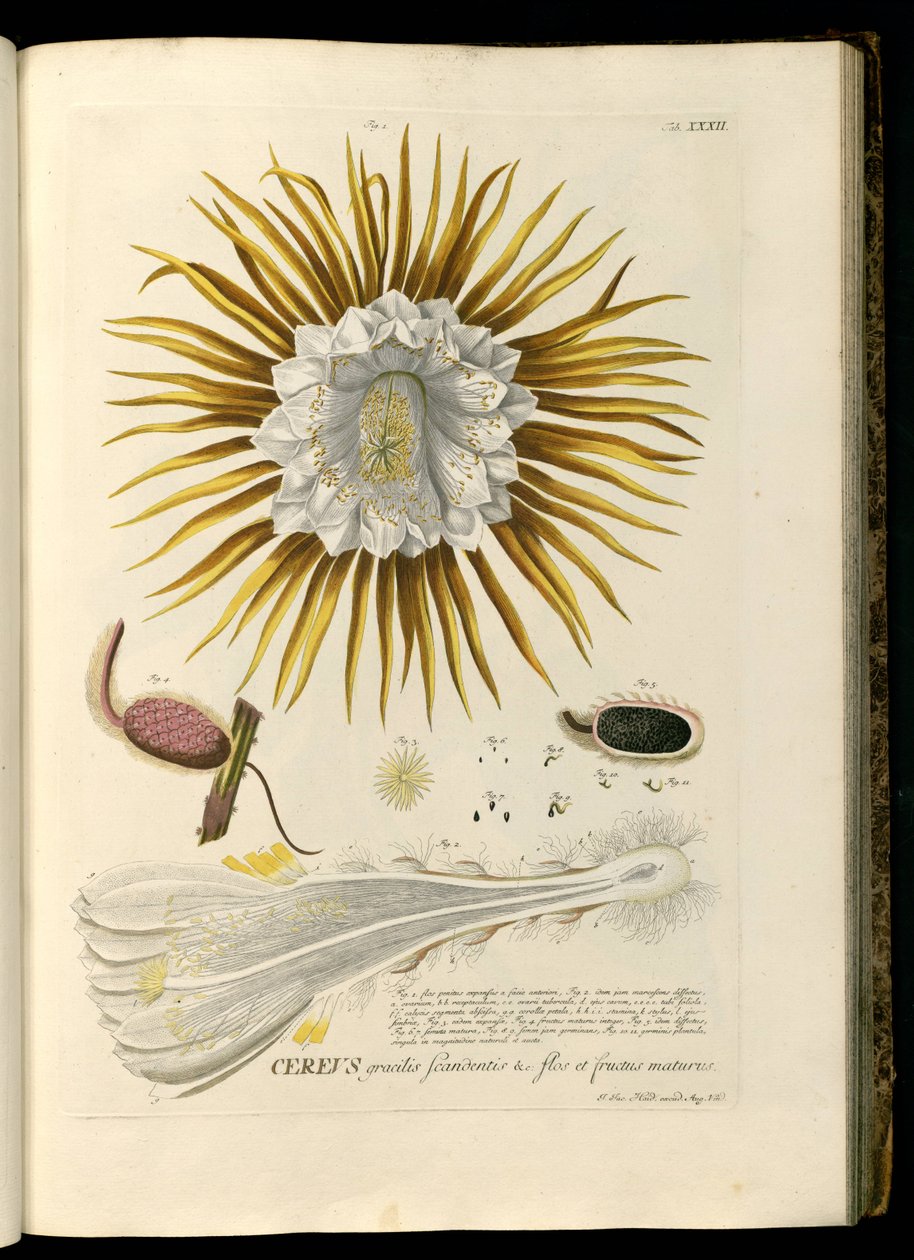 Selenicereus grandiflorus od Georg Dionysius Ehret