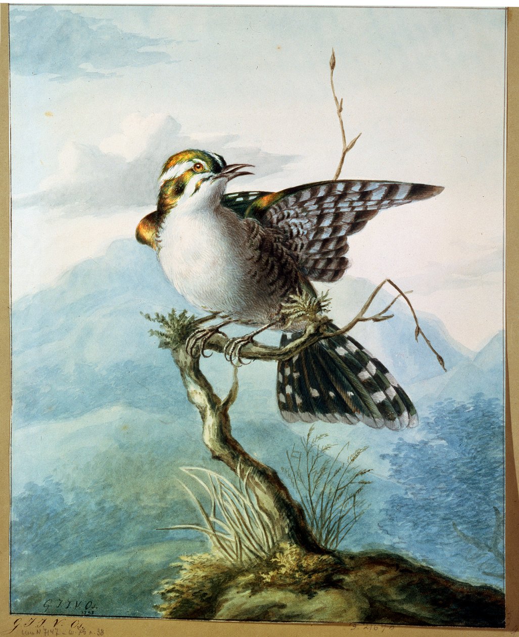 A Little Bird, 1798 od Georgius Jacobus Johannes van Os