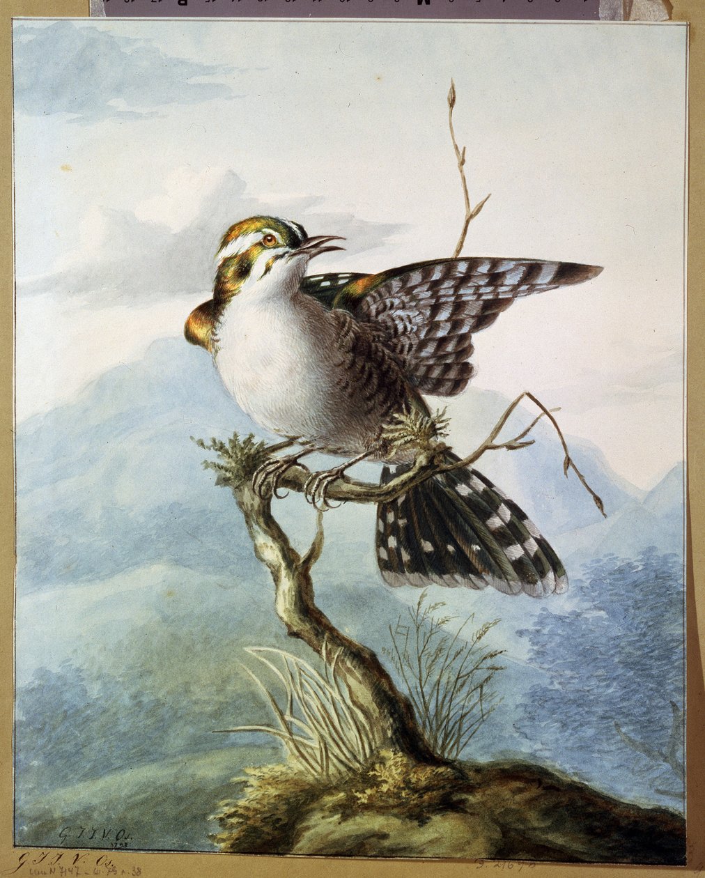 ""Ptáček"" (Little bird) Akvarel Georgius Jacobus Johannes van Os (1782-1861) 1798 Puškinovo muzeum, Moskva od Georgius Jacobus Johannes van Os