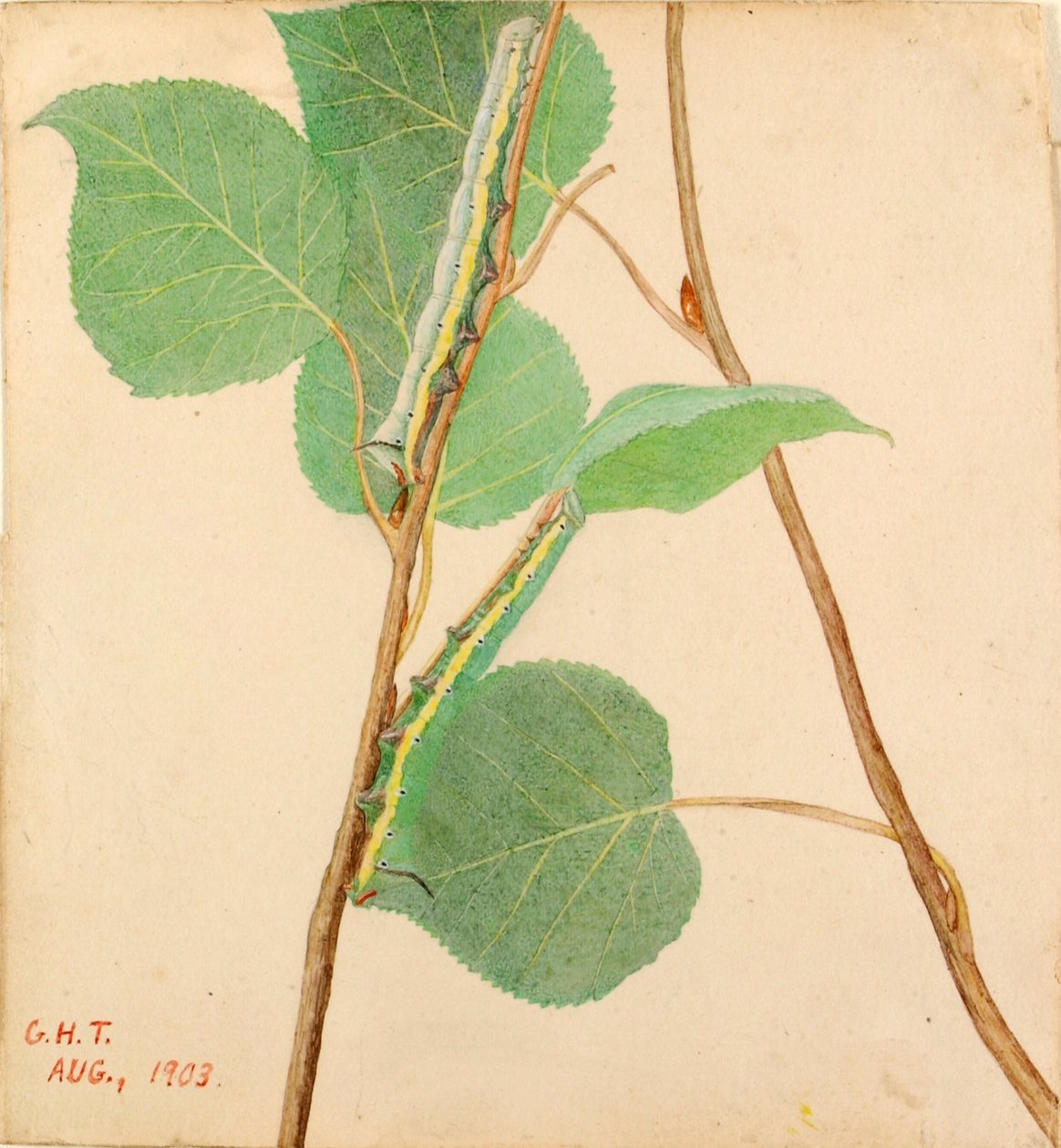 "Mirror-Back" Caterpillar, studie ke knize Concealing Coloration in the Animal Kingdom (Skrývání zbarvení v živočišné říši) od Gerald H. Thayer