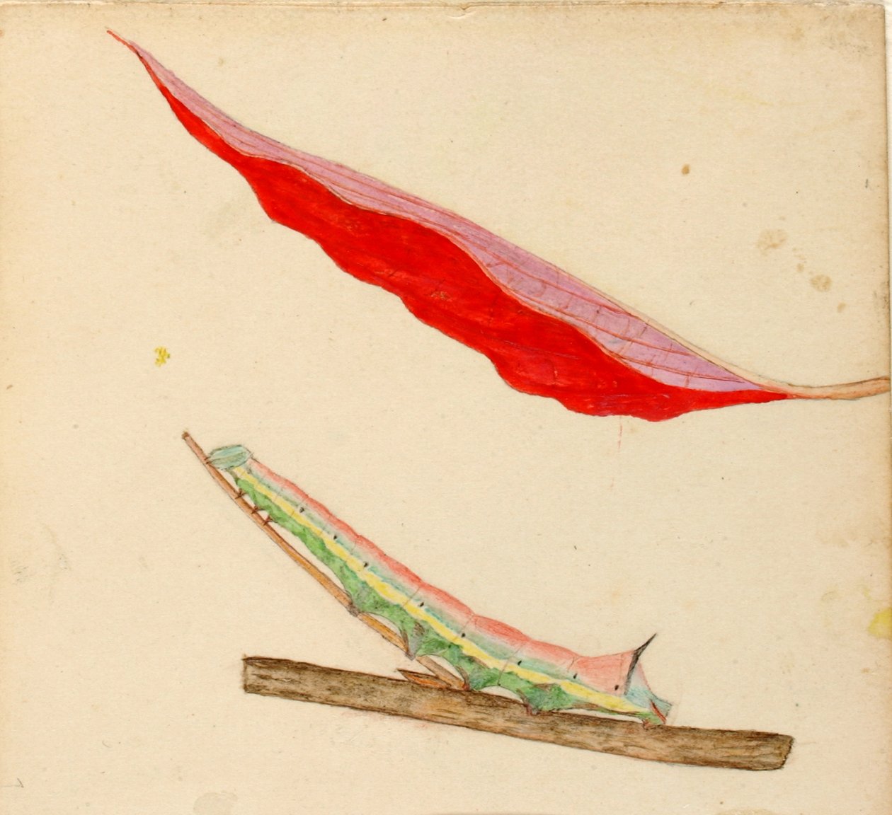 "Mirror-Back" Caterpillar, studie ke knize Concealing Coloration in the Animal Kingdom (Skrývání zbarvení v živočišné říši) od Gerald H. Thayer