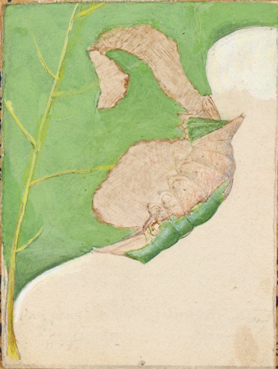 Oak Leaf Edge Housenka..., začátek 20. století. od Gerald H. Thayer