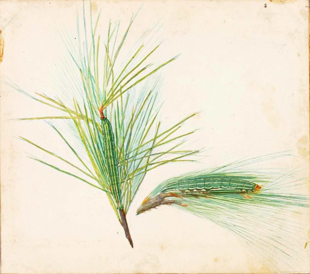 Pine-Tuft Caterpillar, studie ke knize Concealing Coloration in the Animal Kingdom (Skrývání zbarvení v živočišné říši) od Gerald H. Thayer