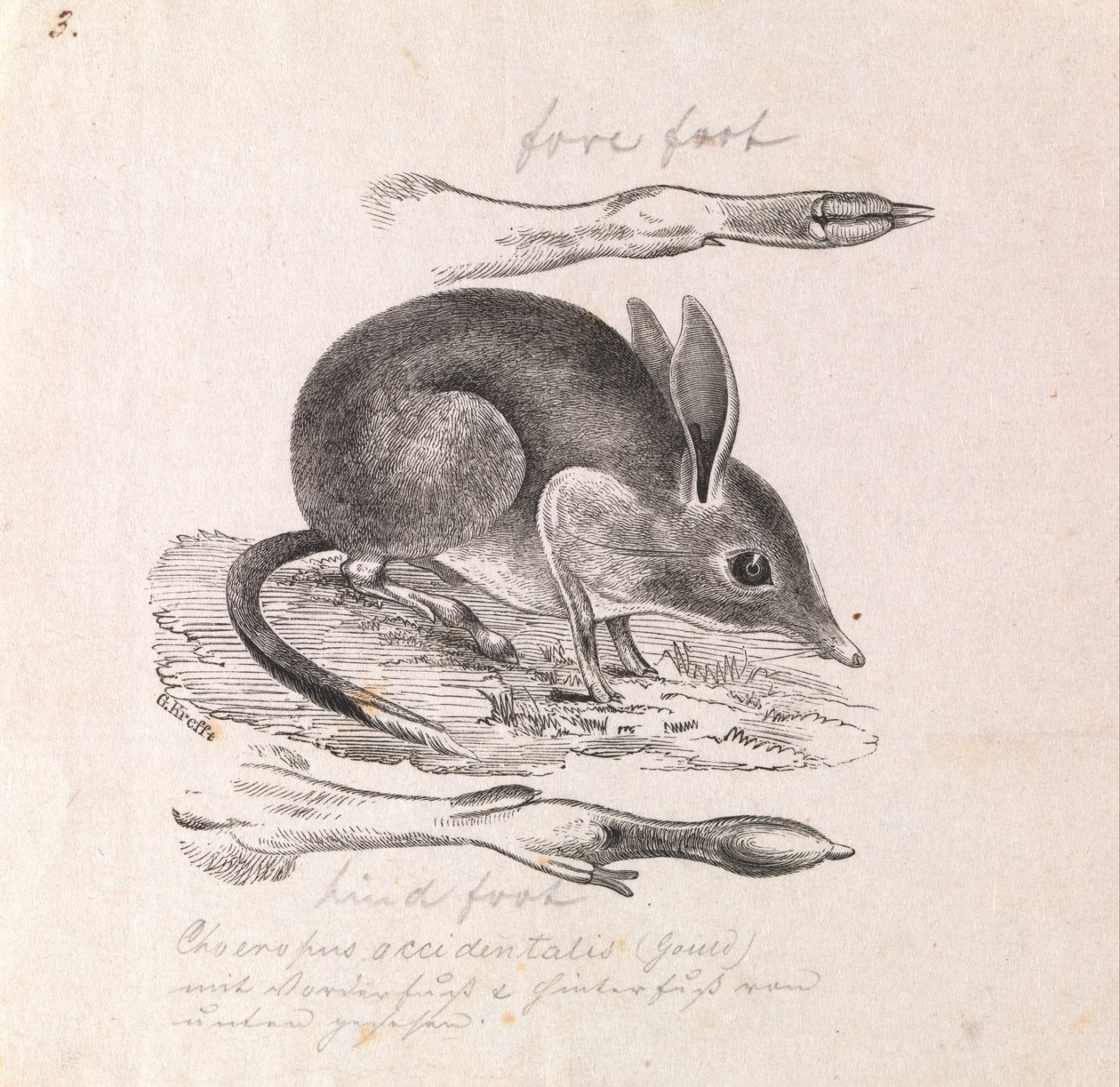 Bandicoot vepřový, Chaeropus ecaudatus od Gerard Krefft