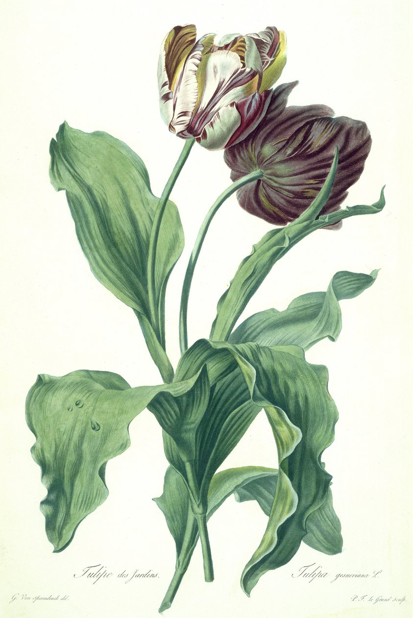 Garden Tulip, z 