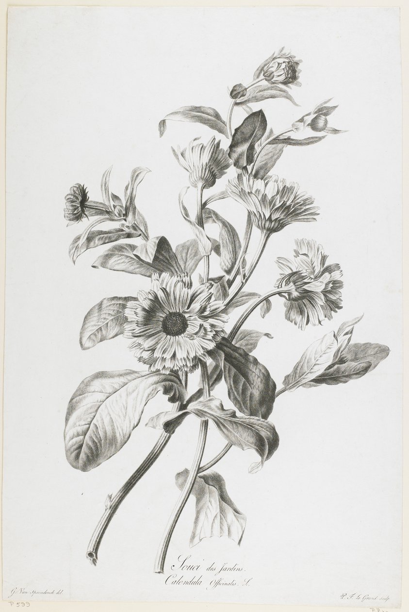 Marigold zahradní, od Fleurs Dessinees d