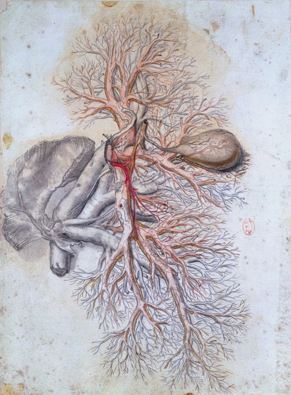 Krevní cévy jater a žlučníku, z Anatomia Humani Corporis od Govard Bidloo (1649-1713) kolem 1685 od Gerard de Lairesse