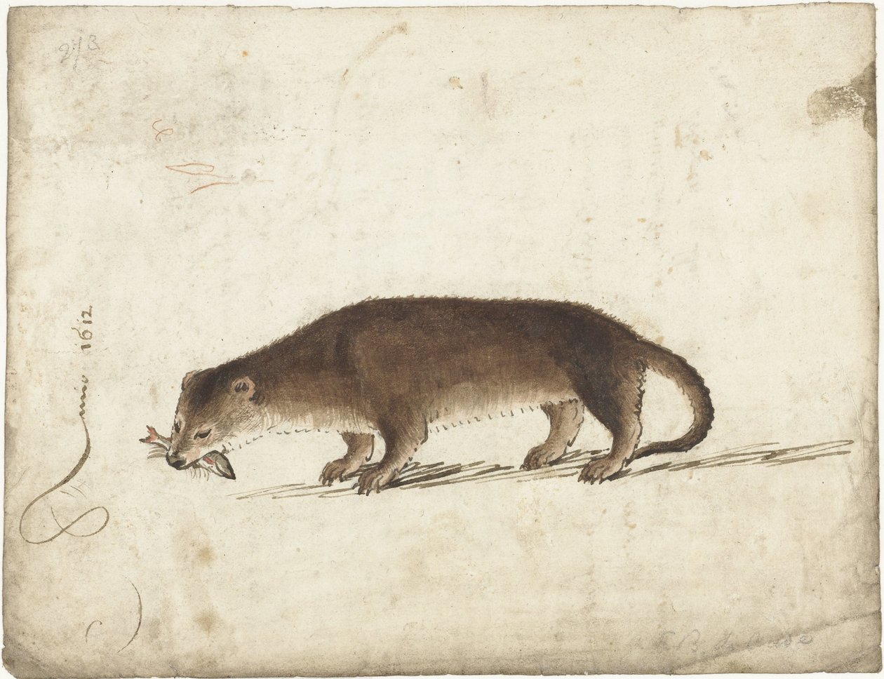 Vydra s rybou v tlamě od Gerard ter Borch (I)