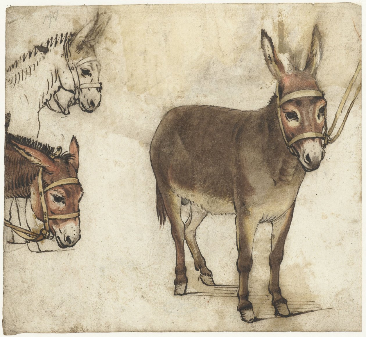 Studijní list s osly od Gerard ter Borch (I)