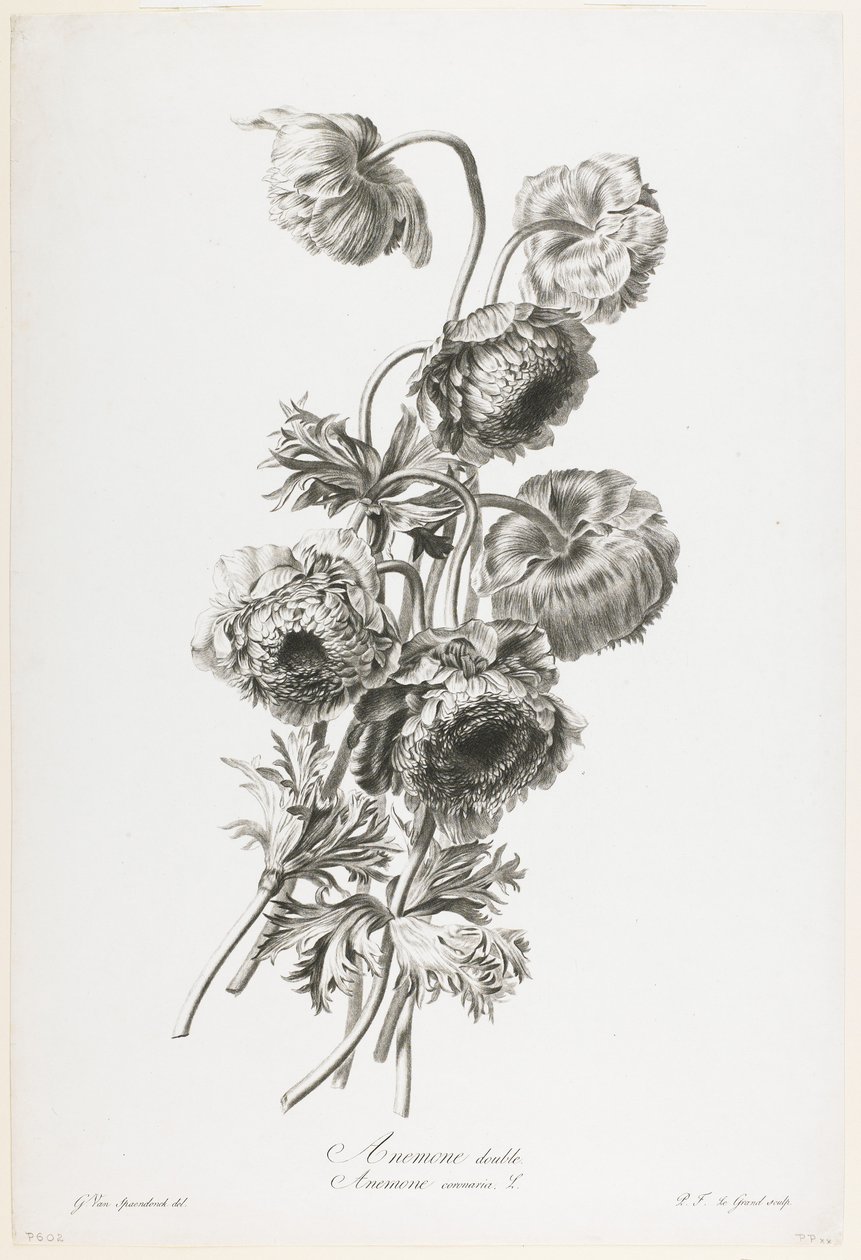 Dvojitá sasanka, od Fleurs Dessinees d