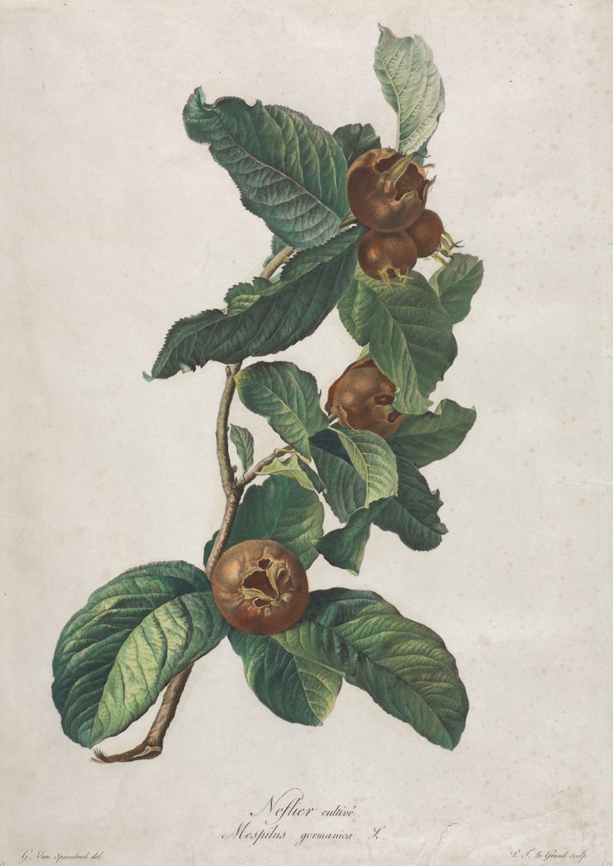 Mišpule pěstovaná (Mespilus germanica) od Gerard van Spaendonck
