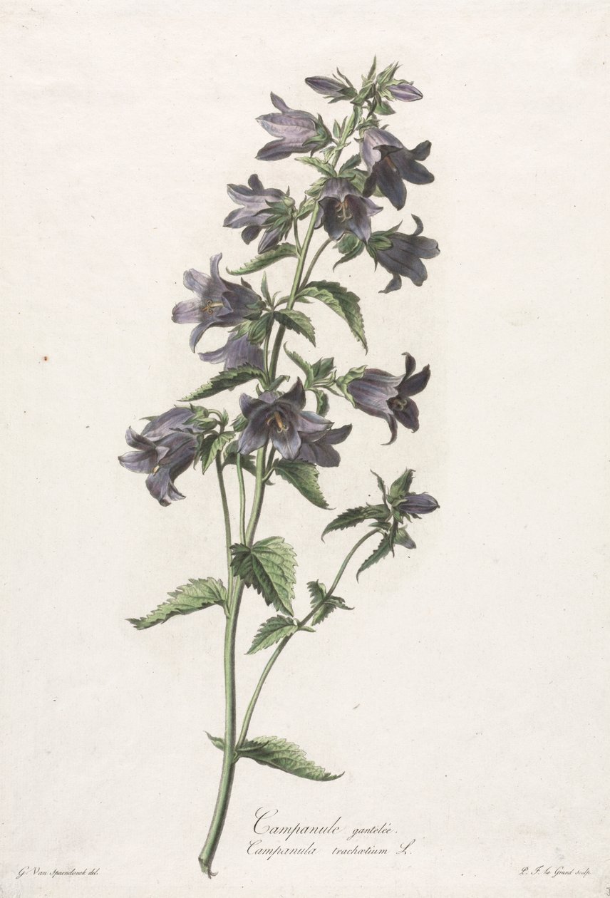 Květiny čerpané z přírody: Bellflower, c. 1800. od Gerard van Spaendonck