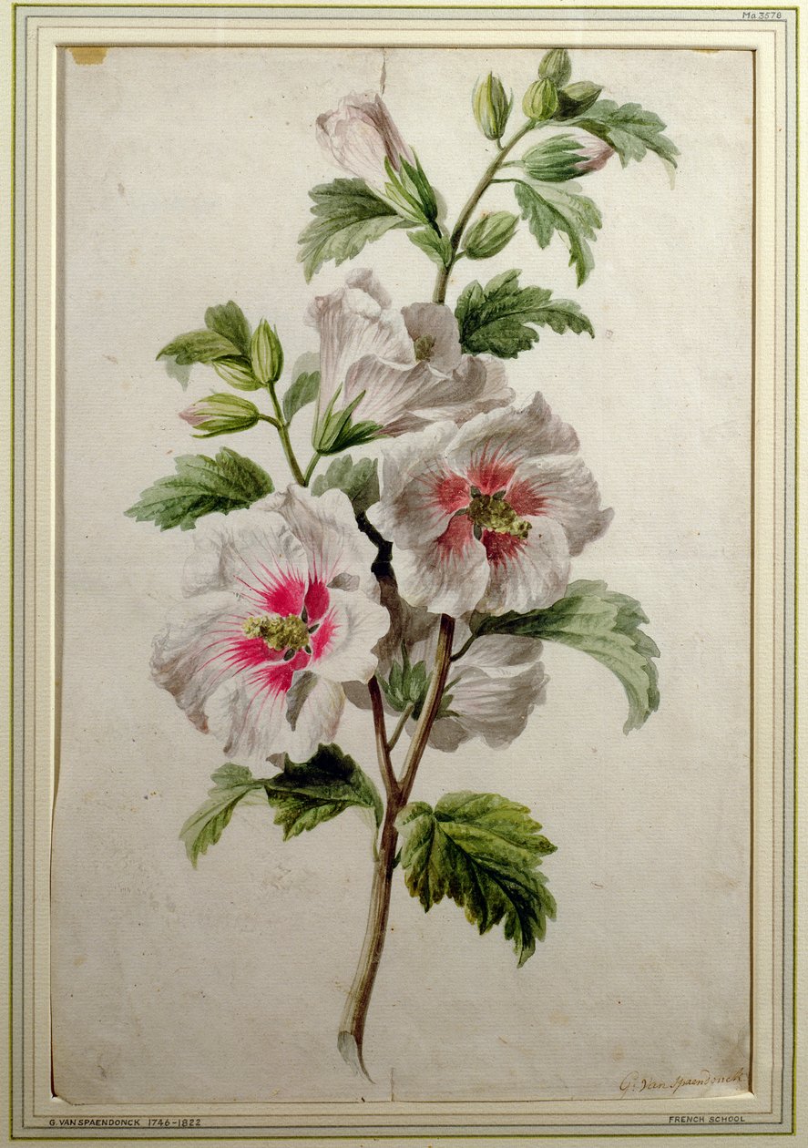 Topolovka (akvarel na papíře) od Gerard van Spaendonck
