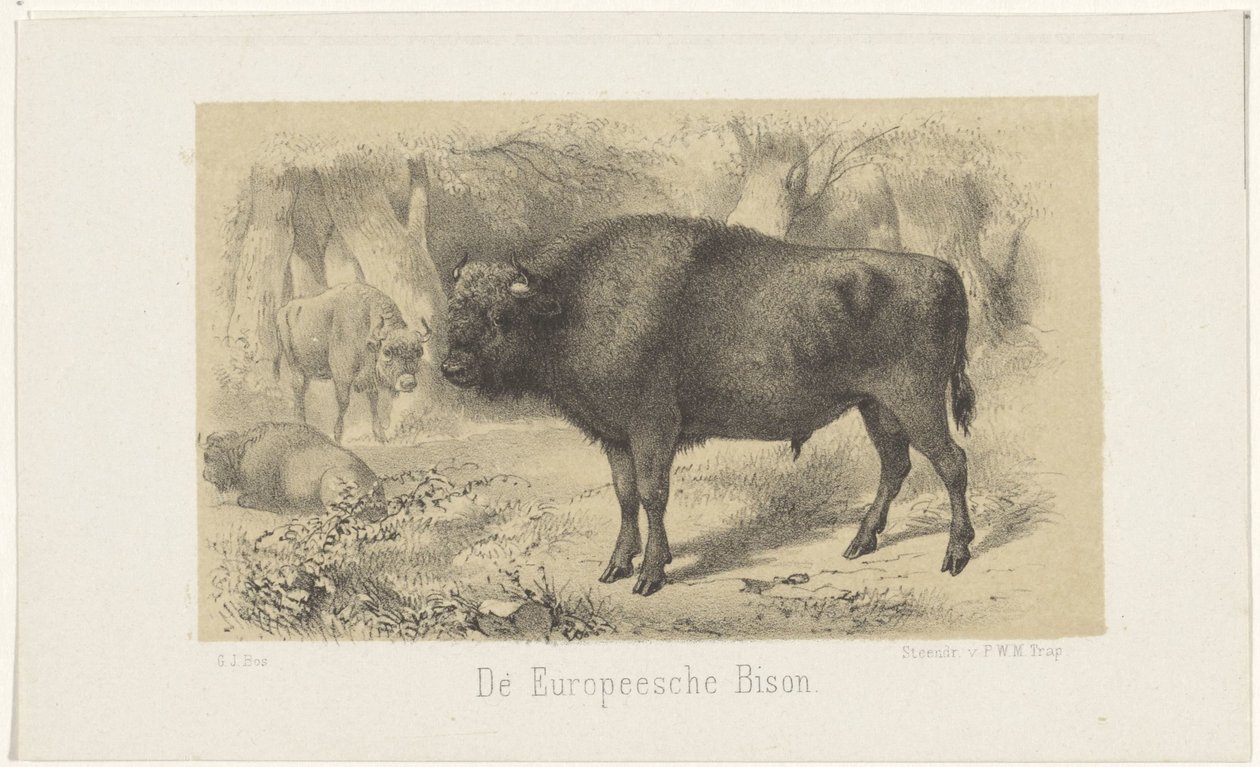 Zubr evropský Bizon evropský (název na předmětu) od Gerardus Johannes Bos