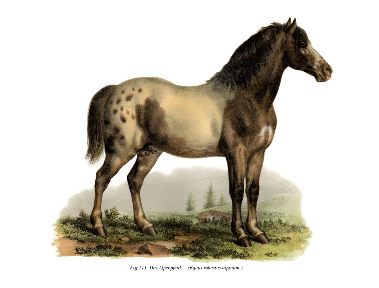 Alpský kůň, 1860 od German School