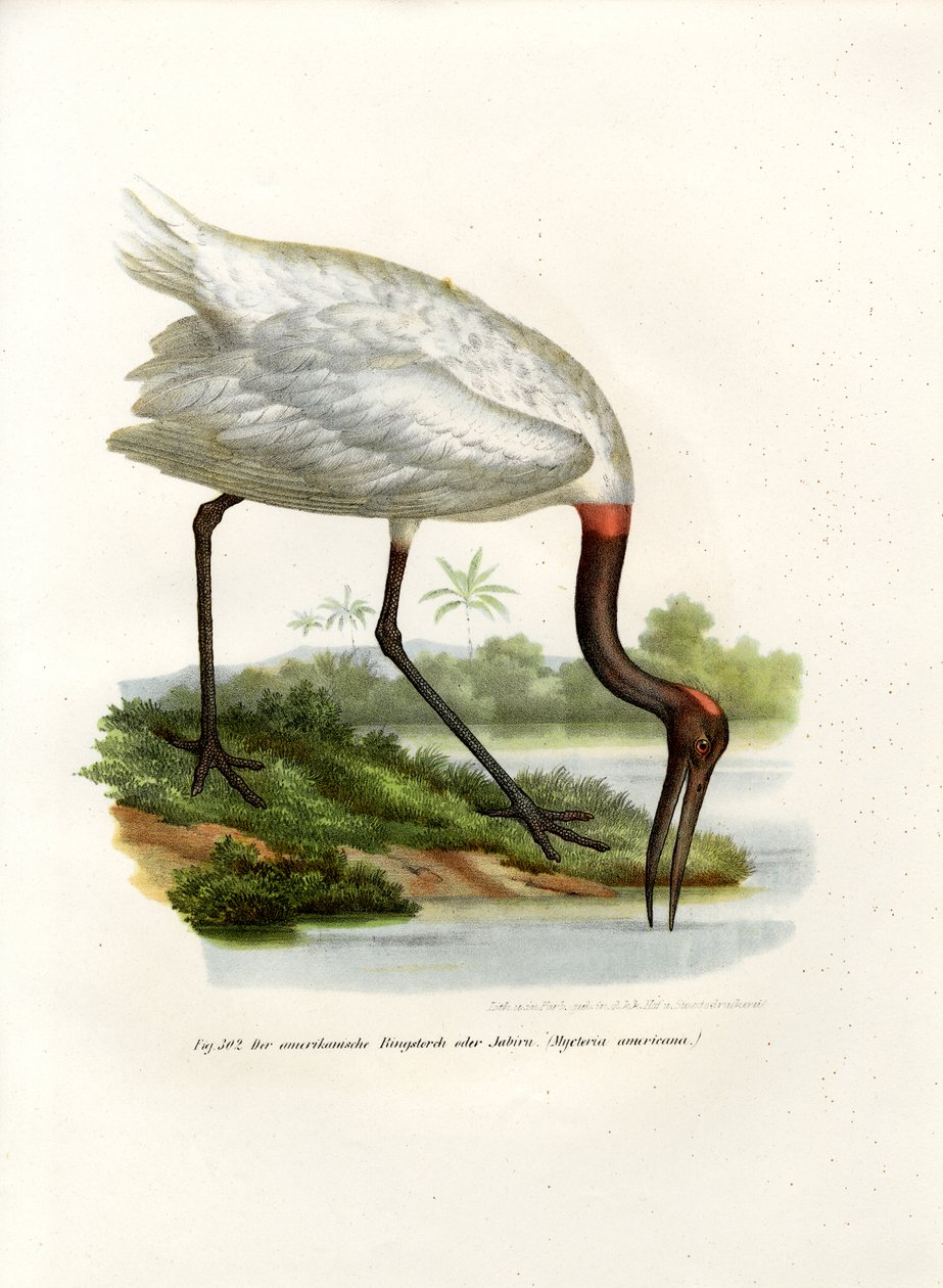 American Wood Ibis, 1864 od German School