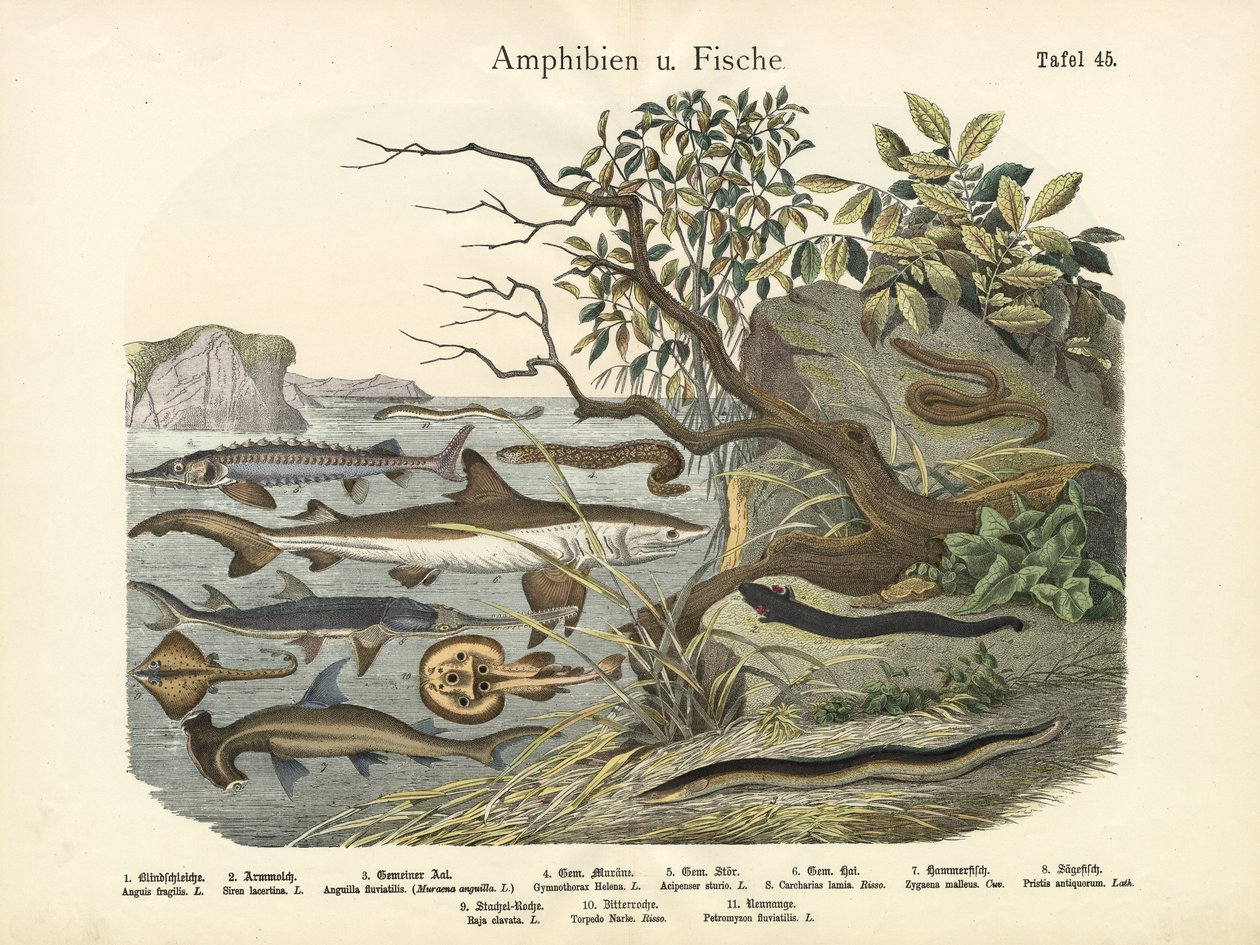 Obojživelníci a ryby, kolem roku 1860 od German School