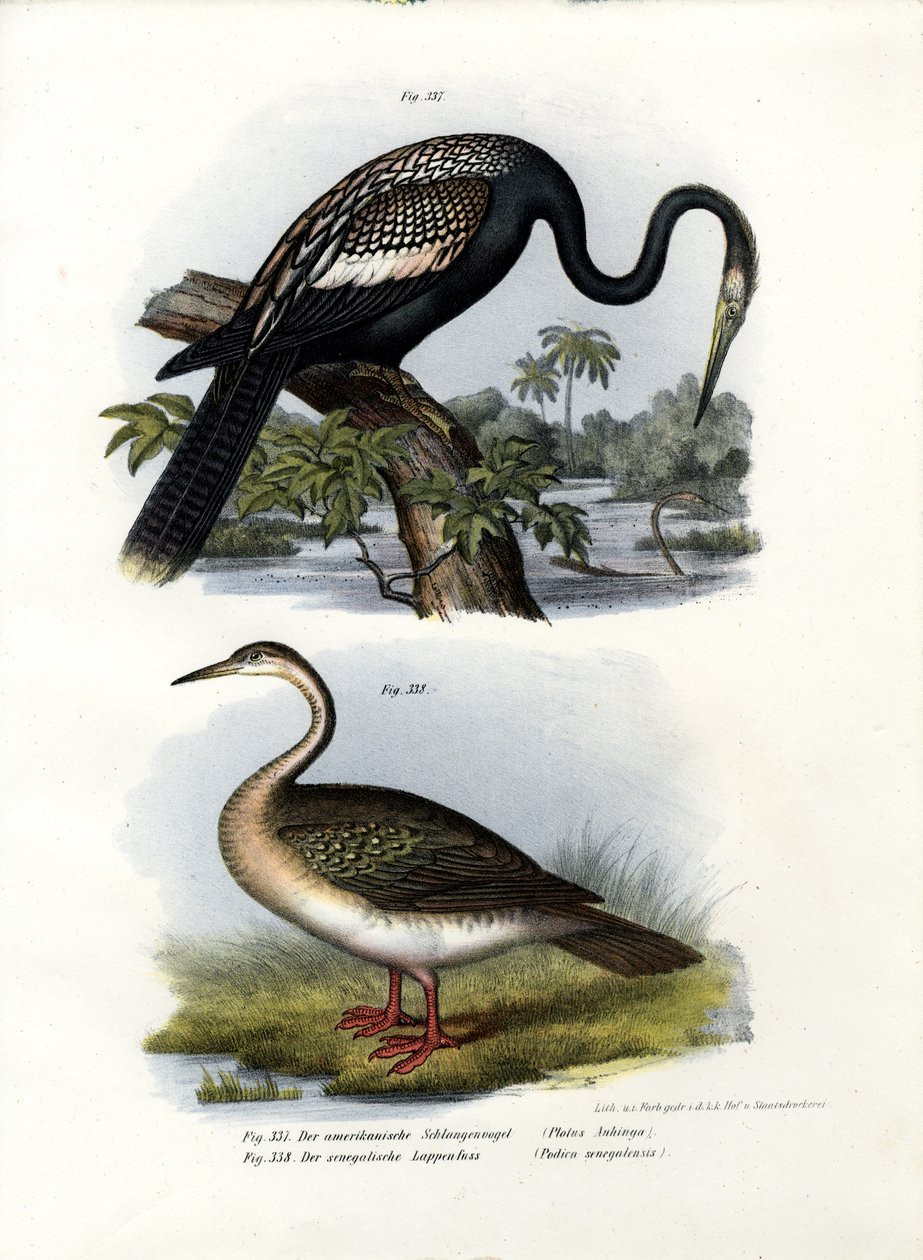 Anhinga, 1864 od German School