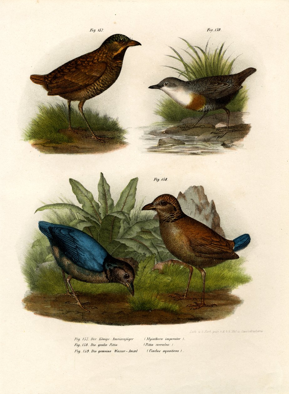 Antpitta, 1864 od German School