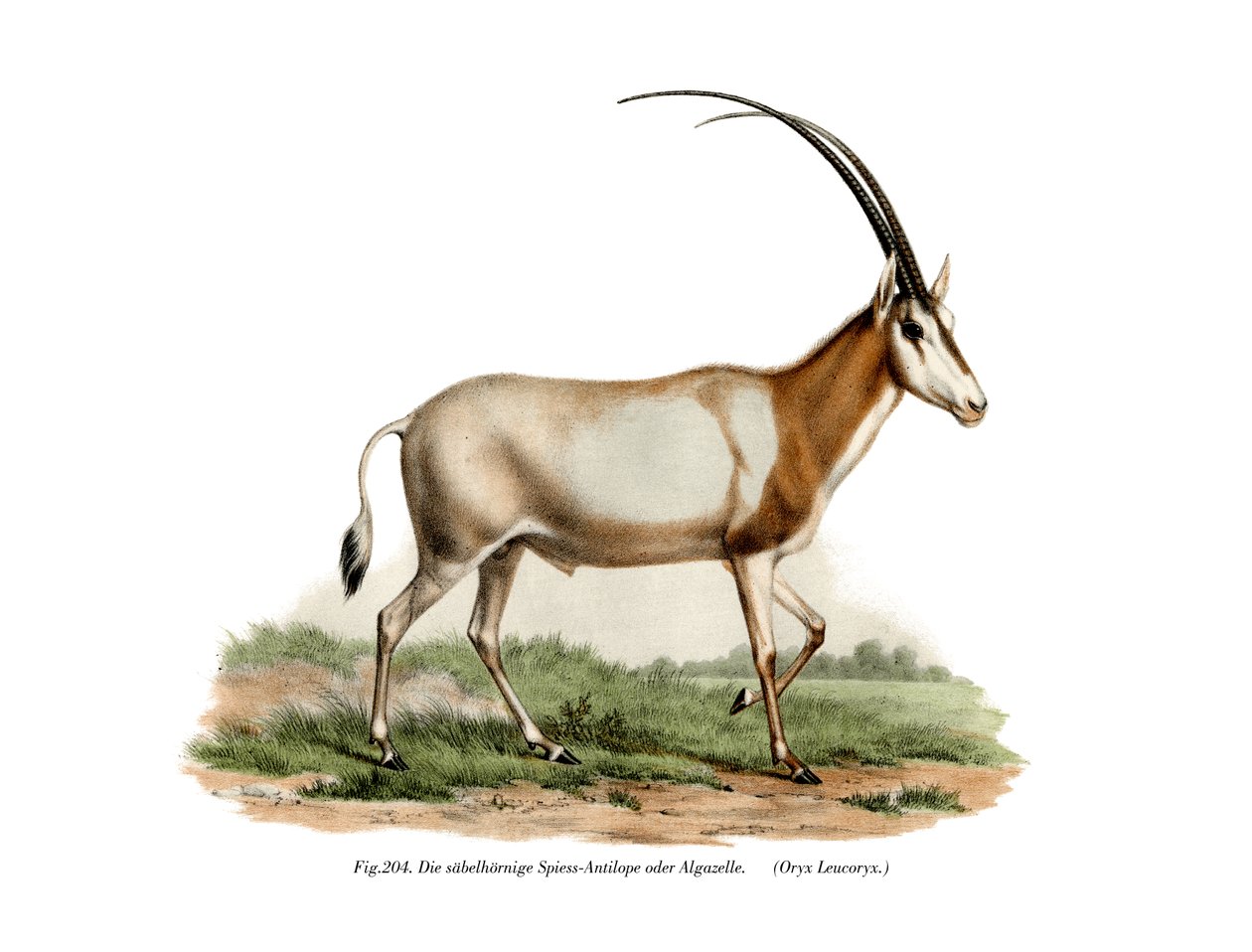 Oryx arabský, 1860 od German School