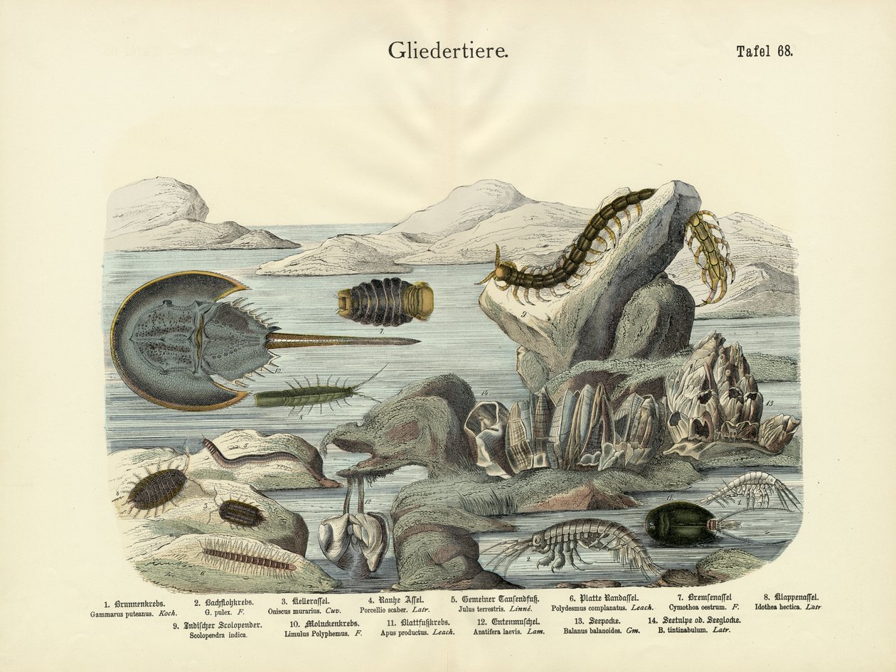 Členovci, kolem roku 1860 od German School