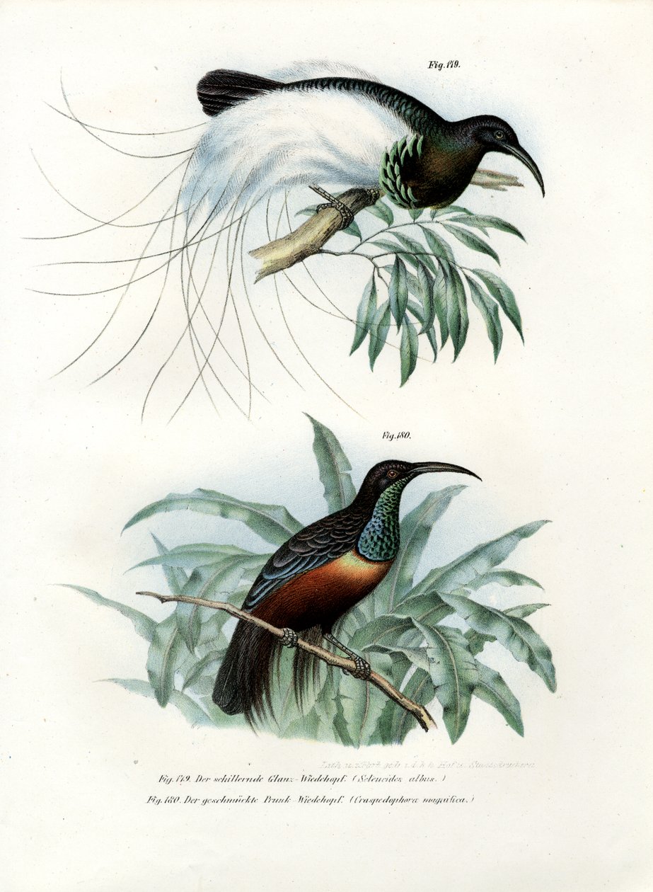 Bird of Paradise, 1864 od German School