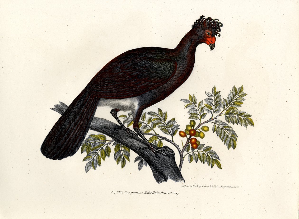 Černý Curassow, 1864 od German School