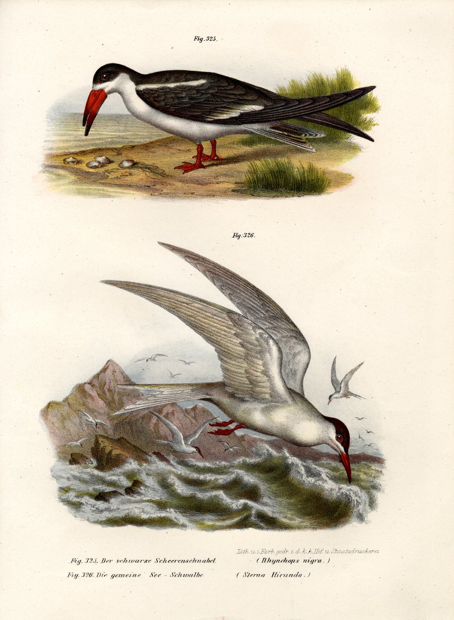Černý skimmer, 1864 od German School