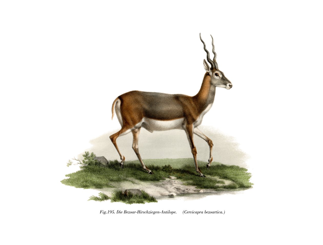 Blackbuck, 1860 od German School