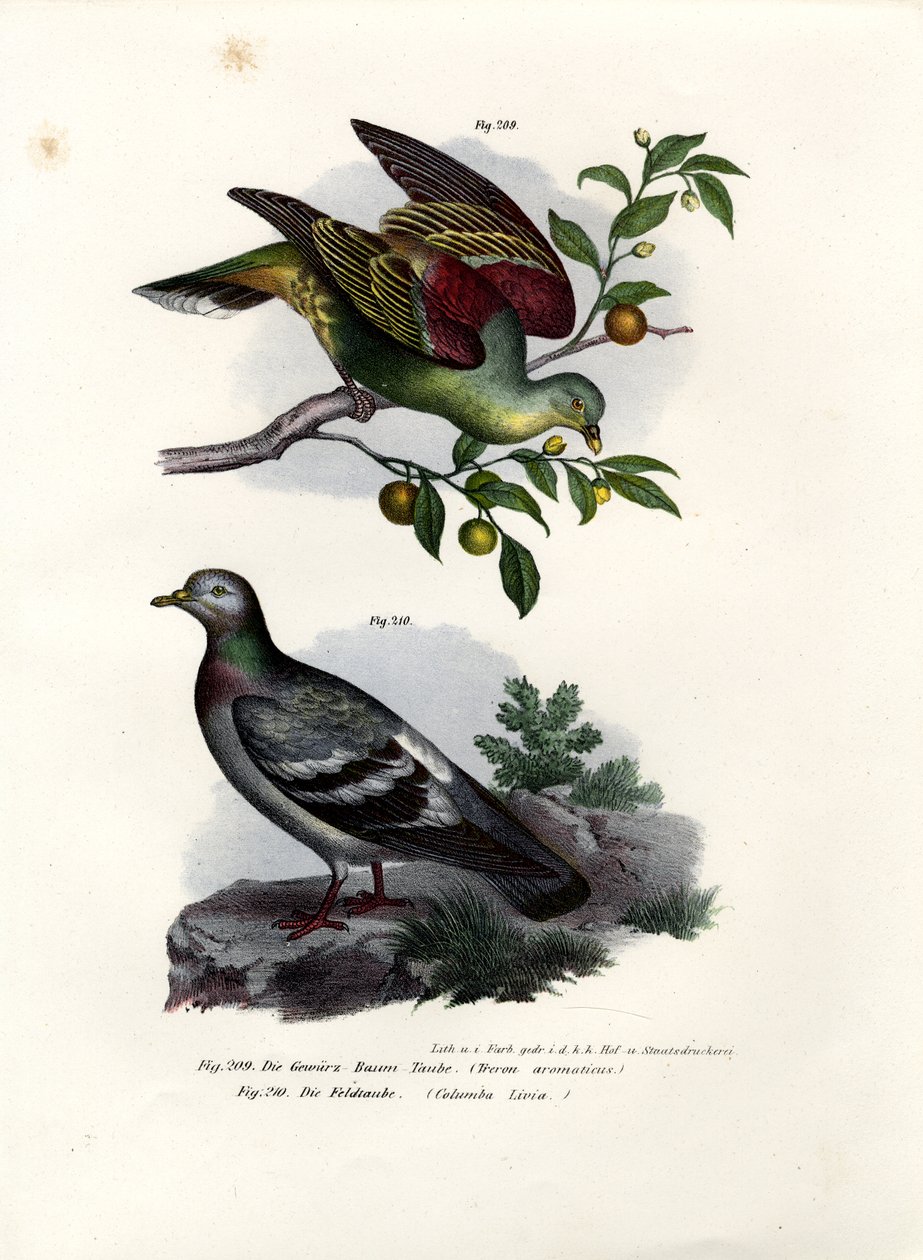 Buru Green Pigeon, 1864 od German School