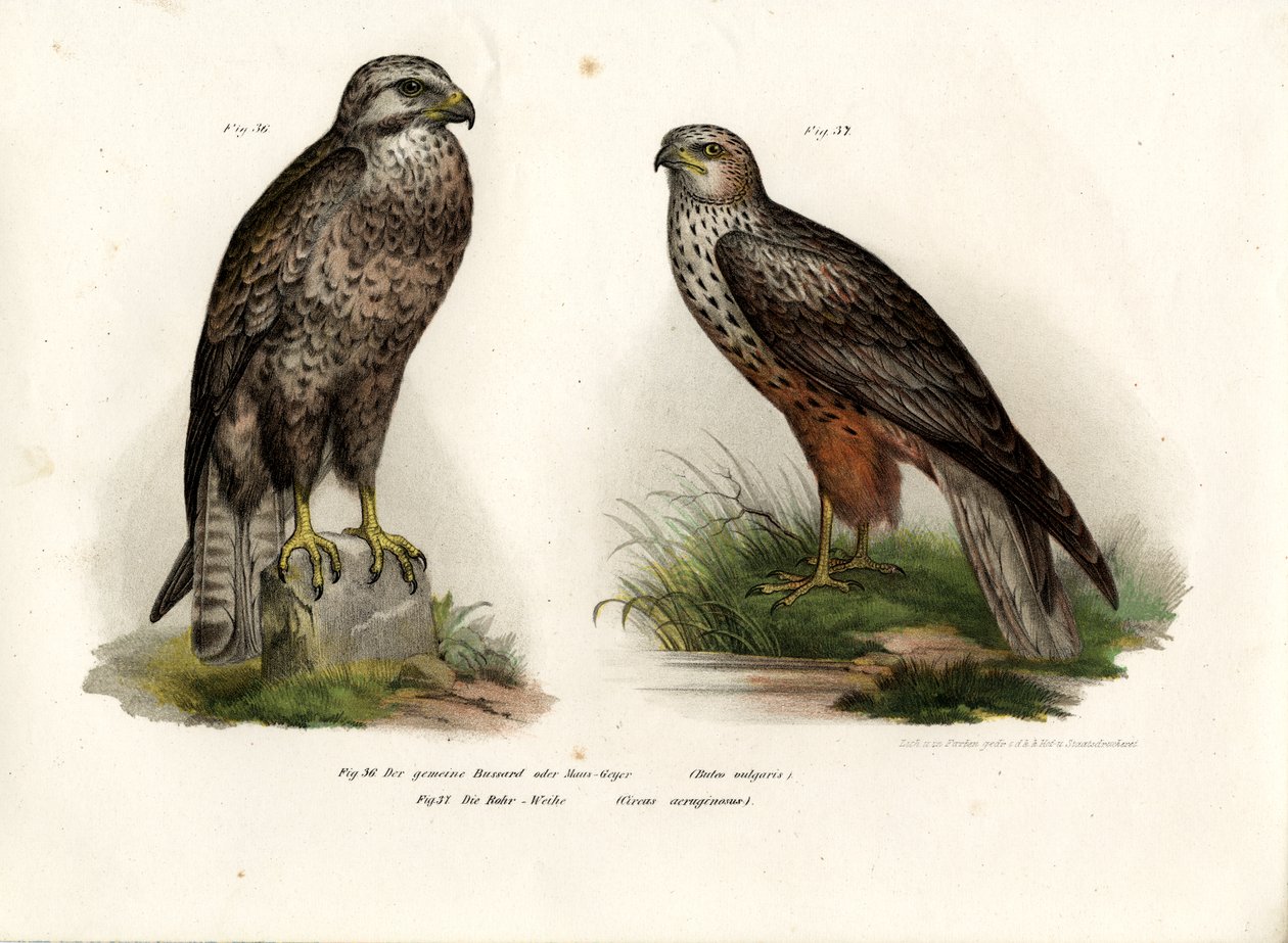 Káně lesní, 1864 od German School