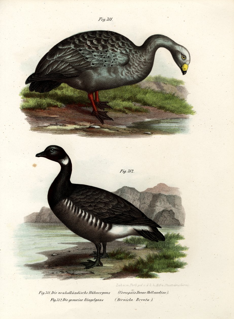 Cereopsis Husa, 1864 od German School