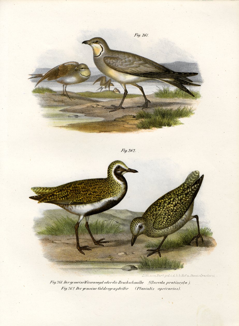 Collared Pratincole, 1864 od German School