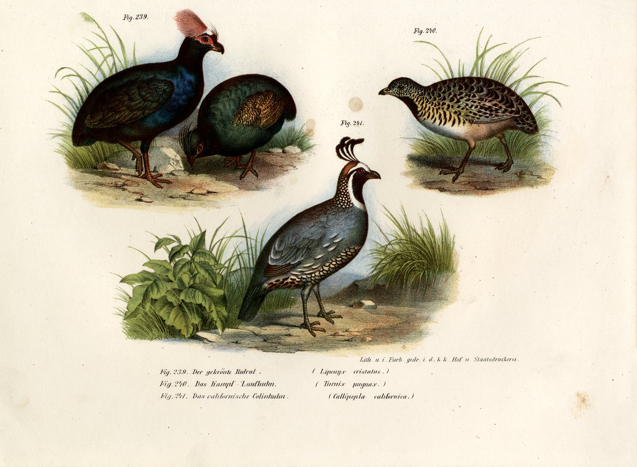 Crested Wood Partridge, 1864 od German School
