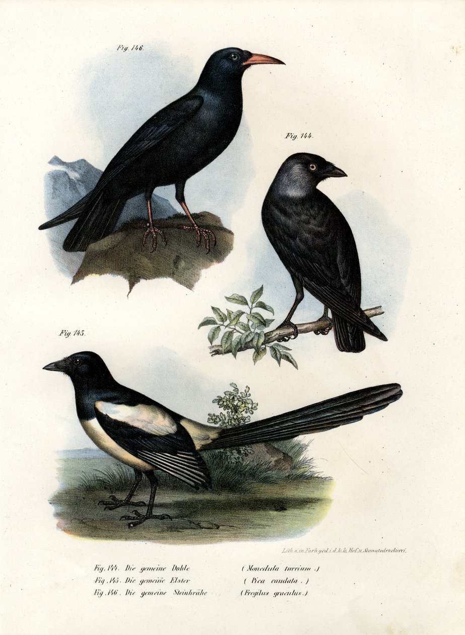 Daw, 1864 od German School