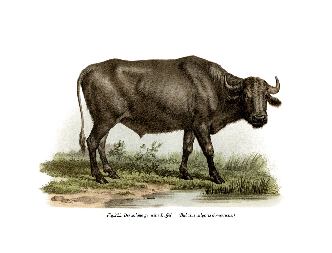 Domácí Buffalo, 1860 od German School