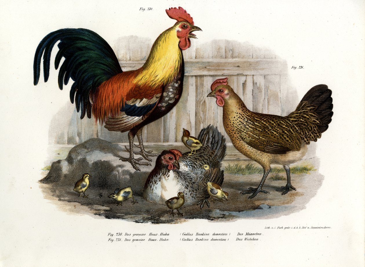 Slepice domácí, 1864 od German School
