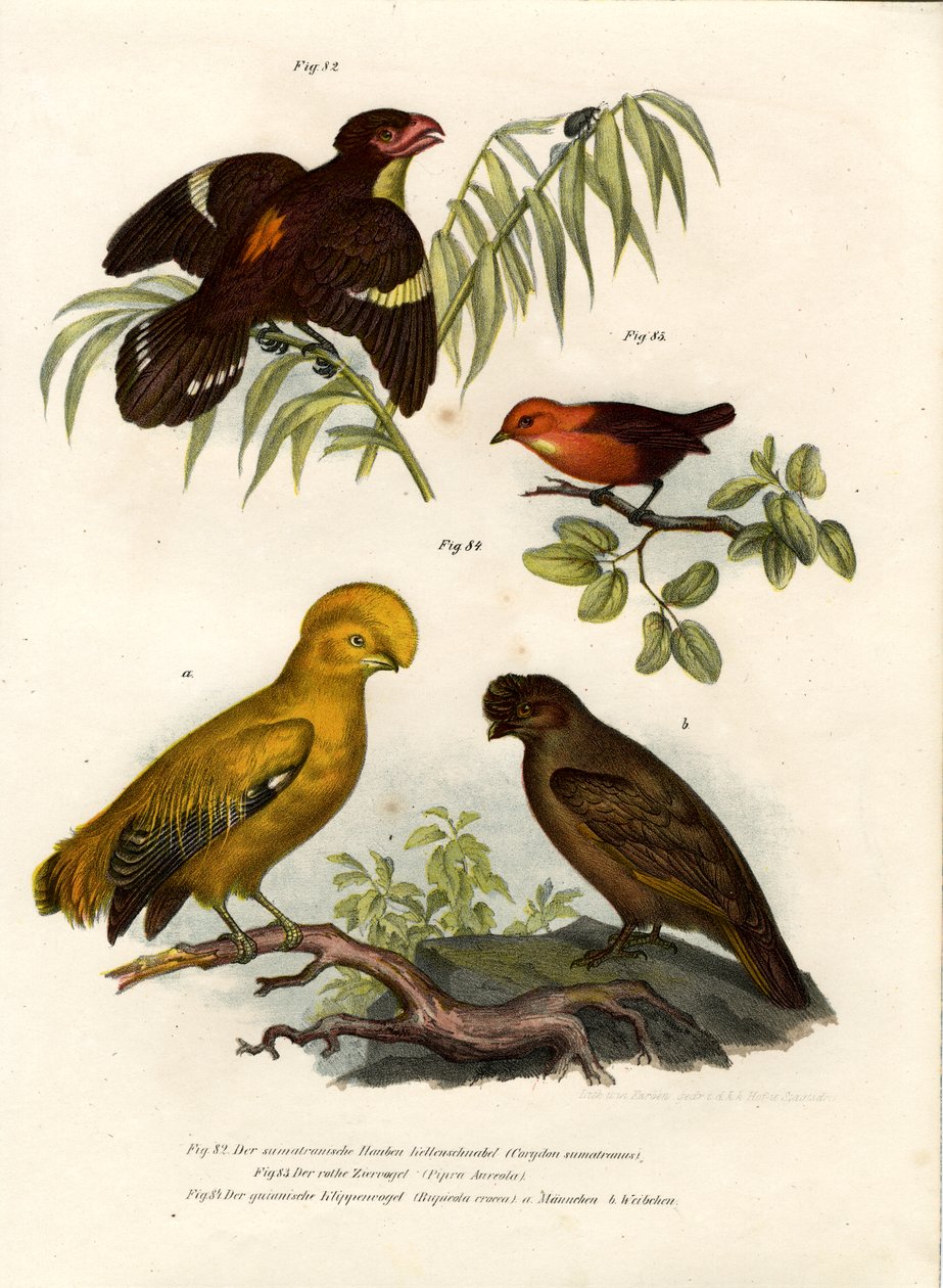 Dusky Broadbill, 1864 od German School