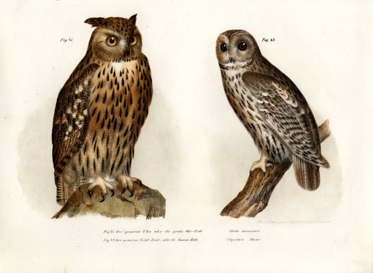Výr velký, 1864 od German School